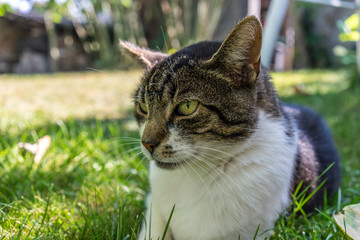 Cat on grass on a sunny day
