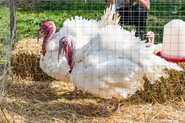 Индюшки в клетке