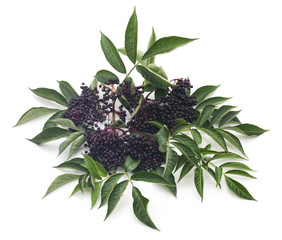 Black elderberry fruit.