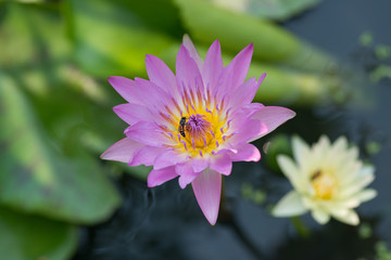 Pink tropical  waterlily with bee in the water