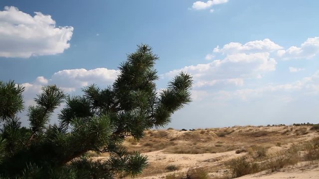 Coniferous trees in the desert. Horizontal pan