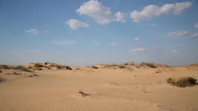 The dunes with vegetation in the desert.