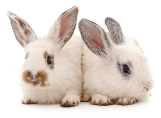 Two white rabbits.