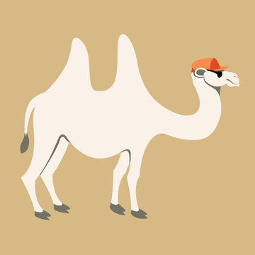 adult camel  in cap vector illustration style Flat