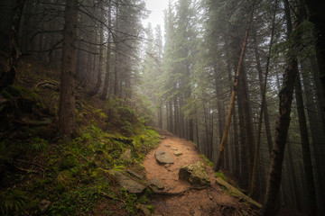 misty forest after rain