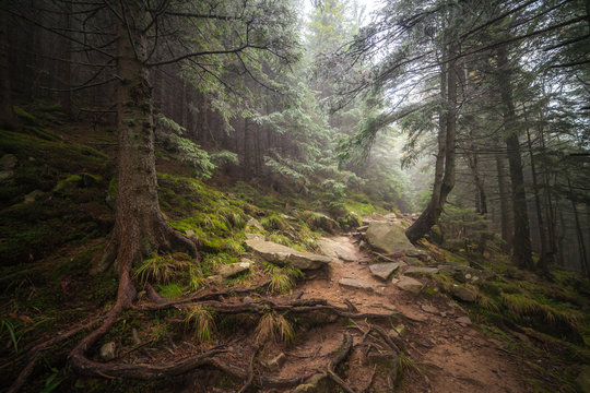 misty forest after rain