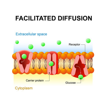Facilitated diffusion or passive-mediated transport