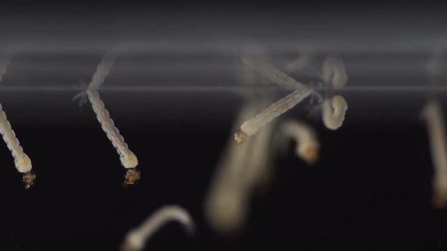 Closeup shot of Mosquito larva in water on black background
