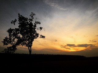 Obraz na płótnie Canvas tramonto albero silhouette