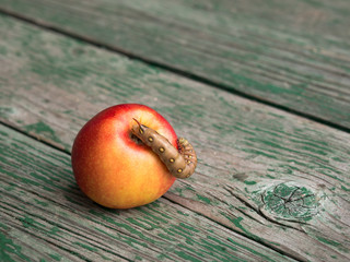 The huge green caterpillar Tomato Hornvort with a horn sitting on an apple and eat it against the background of the old wooden planks