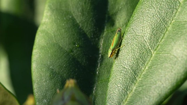 Video clip of a rhododendron leafhopper on a lead and walking out of the frame