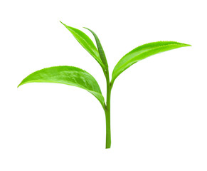 Green tea leaf isolated on white