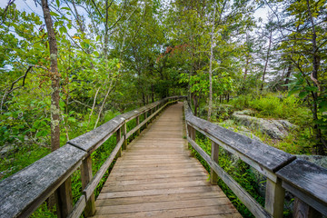 Fototapeta na wymiar Boardwalk trail on Olmsted Island at Great Falls, Chesapeake & O