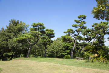 Fototapeta premium 大浜公園の蘇鉄山