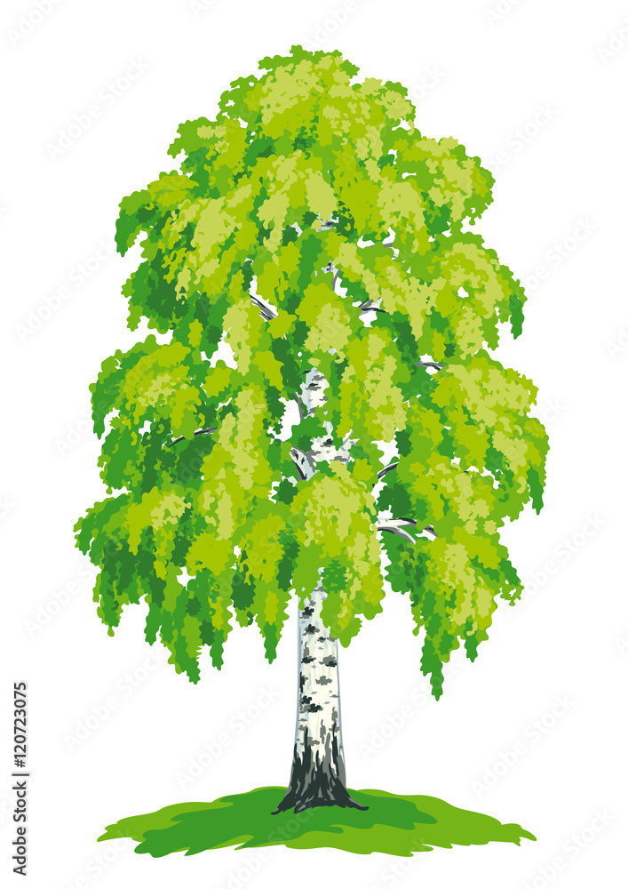 Canvas Prints birch tree - vector drawing