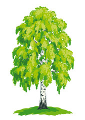 Birch tree - vector drawing