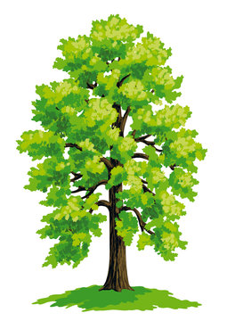 Linden tree - vector drawing