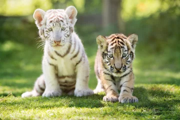 Fototapete Tiger weiße und rote Tigerbabys im Freien