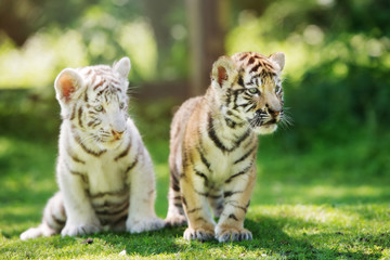 Naklejka premium dwa urocze młode tygrysy pozowanie na zewnątrz