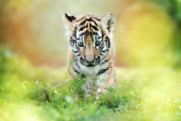 Obraz premium urocze tygrysie cub chodzenie na zewnątrz
