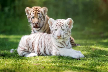 Papier Peint photo Tigre deux adorables tigres à l& 39 extérieur