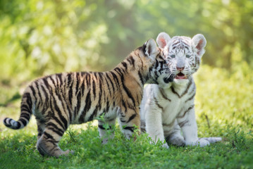 schattige aanhankelijke tijgerwelpen buitenshuis