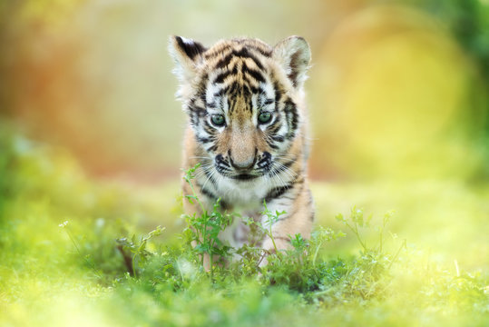 Fototapeta adorable tiger cub walking outdoors