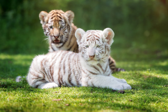 two adorable tiger cubs outdoors