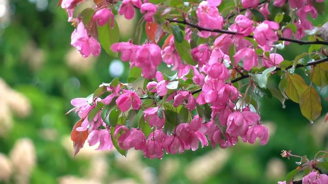 Blooming pink apple branch on the wind with falling raindrops after the heavy rain. Slow motion. Fresh spring nature scene. Shallow dof. Full HD footage 1920x1080.
