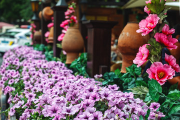 Dray with petunia flowers at the cafe on the street