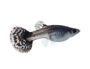 beautiful guppy on white background