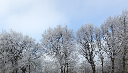 winter landscape with trees covered in snow