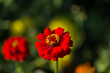 Rote Blumen