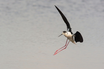 Cavaliere d'Italia (Himanthopus himanthopus) in atterraggio