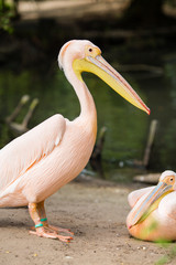 Pelican. Big bird on the beautifyl.