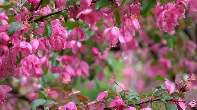 Natural frame in slow motion with blooming pink apple branch on the wind and falling drops on blur background. Closeup shallow dof shot. Spring scene with place for your text. Full HD.
