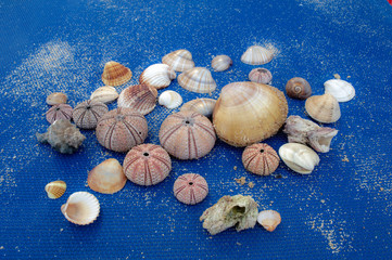 Sea Shells