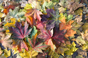 Naklejka na ściany i meble Background of colorful autumn leaves .