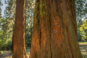 Giant sequoias with large diameter.