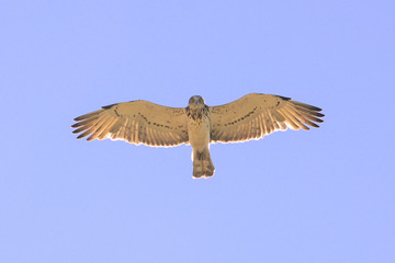 biancone (Circaetus gallicus) in volo