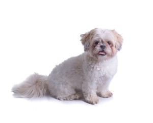 Dog on white background, taken in a studio.