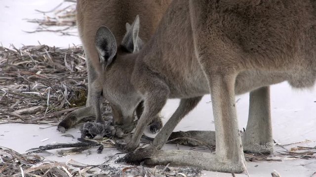 Kangaroos eating a death bird on the beach in Cape Le Grand National Park