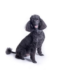 Dog on white background, taken in a studio.