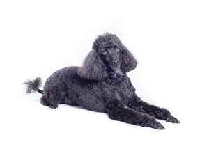 Dog on white background, taken in a studio.