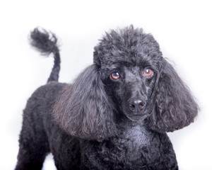 Dog on white background, taken in a studio.