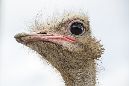 Curious african ostrich