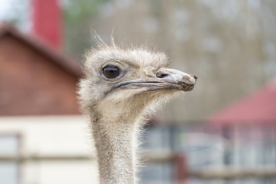 Curious african ostrich