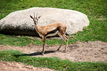 Antelope in natural environment of Bio Park in Valencia, Spain.
