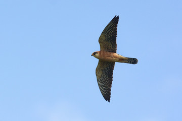 falco cuculo (Falco vespertinus) femmina in volo