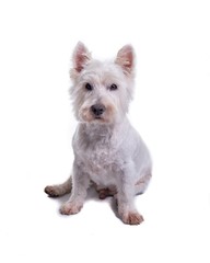 Dog on white background, taken in a studio.
